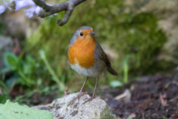<p>Ejemplar de petirrojo: Imagen: Robin Graham</p>