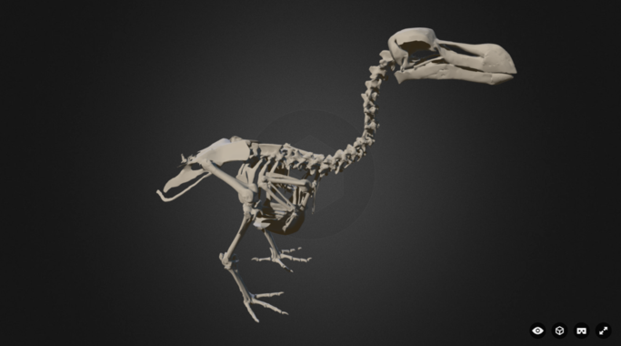 <p>Imagen del atlas 3D del dodo. / Sketchfab</p>