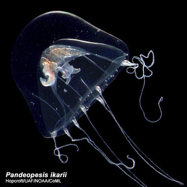 <p><em>Pandeopesis ikarii</em>, una especie de zooplancton hallada en el Mar de Celebes en octubre de 2007. <a href="http://www.plataformasinc.es/index.php/esl/imagenes/inicio/(imagen)/63179" target="_blank">Foto:</a> Russ Hopcroft / Universidad de Alaska Fairbanks y Censo de la Vida Marina. </p>