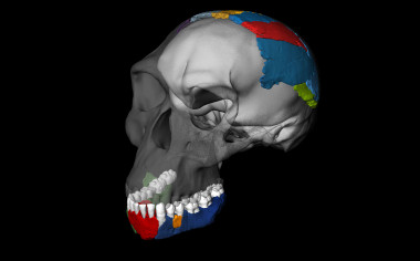 <p>Reconstrucciónen 3D del cráneo de de un <em>Homo habilis </em>a partir de los fósiles de la garganta de Olduvai. / Philipp Gunz, Simon Neubauer & Fred Spoor</p>