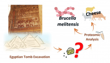 <p>La sustancia blanquecina encontrada en un la tumba de Ptahmes, del siglo XIII a. C., ha resultado ser queso contaminado con la bacteria de la brucelosis. / E. Greco et al./<em>Analytical Chemistry</em></p>