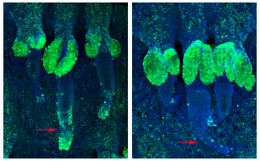 <p>A la izquierda, una muestra de ratones con el gen Bmal1 intacto con muchas células proliferando (ver flecha), y a la derecha el ratón con el gen suprimido y muy pocas células en proliferación. Imagen: CRG.</p>