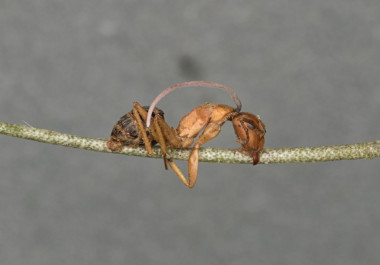 <p>Una hormiga infectada por el parásito fúngico ha quedado enganchada mordiendo un trozo de vegetación. Una vez muerta ha salido de su cabeza un tallo del hongo. / Brianna Santamaria</p>