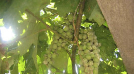 El resveratrol se halla de forma natural en frutas como las uvas o algunas plantas (imagen: CSIC).