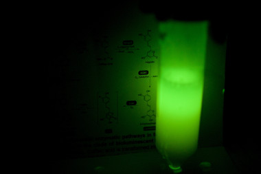 <p>Células de levadura que presentan genes relacionados con la bioluminiscencia de los hongos y que crecen en un medio que contiene ácido cafeico /SERGEI SHAKOV</p>