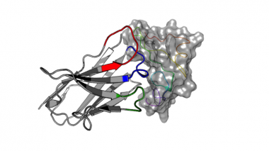 <p>La figura muestra la unión de un nanoanticuerpo derivado de alpaca a la proteína EGF. Los científicos demuestran la alta afinidad y selectividad de una familia de nanoanticuerpos para EGF, diana de interés en cáncer. / Salvador Guardiola, IRB Barcelona</p>