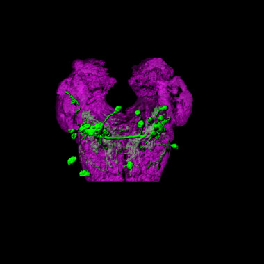 <p>Neuronas (en verde) de la zona subesofageal en la mosca del vinagre. / CRG</p>