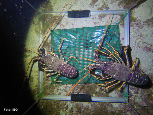 <p>Langosta europea <em>Palinurus elephas </em>filmada para el estudio / IEO</p>
