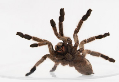 <p/><strong>La</strong><em> Heteroscodra maculata </em>produce toxinas que se dirigen al canal de sodio dependiente de voltaje, Nav1.1. / Lucas Foglia” /><strong style=
