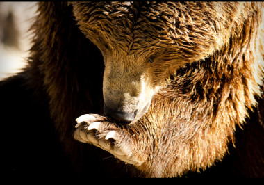 <p>Imagen de un oso pardo (<em>Ursus arctos</em>). Foto: David Cornejo</p>