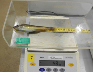 <p> Los expertos compararon ejemplares de bacalao alimentados con el pienso y otros a los que suministraron una dieta control / Fundación Descubre </p>