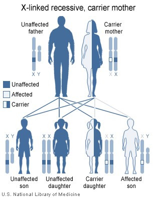 <p>Las madres portadoras del defecto MCT8 no padecen la enfermedad, pero tienen un 50% de probabilidad de transmitir el gen defectuoso a sus descendientes varones. Imagen: Wikipedia</p>