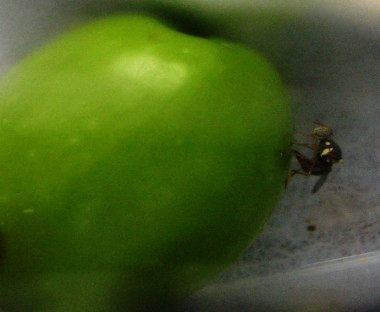 <p>Un ejemplar de mosca del olivo (<em>Bactrocera oleae) </em>pupa en una aceituna. / Meelad Yousef</p>