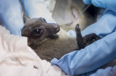 <p>Un técnico toma una muestra de sangre a un murciélago de Tailandia. / EcoHealth Alliance</p>