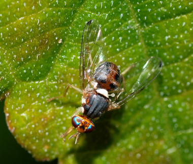<p>La mosca <em>Bactrocera oleae</em> es la principal plaga del olivo. / <a href="https://commons.wikimedia.org/wiki/File:Fly_December_2007-11.jpg#/media/File:Fly_December_2007-11.jpg" target="_self">Alvesgaspar</a></p>