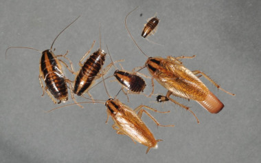 <p>Algunos ejemplares de cucaracha rubia. / Changlu Wang/Rutgers University-New Brunswick</p>