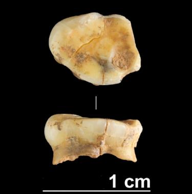 <p>Diente de leche de hace unos 17.000 años descubierta en la Cueva de Valdavara, Lugo - Crédito: IPHES</p>