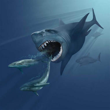 <p>“La presencia de este super-depredador demuestra la existencia de enormes cantidades de comida como ballenas, focas, sirénidos o bancos de peces en aguas canarias en aquel momento de la historia de la Tierra”./ <a href="http://upload.wikimedia.org/wikipedia/commons/9/9e/VMNH_megalodon.jpg" target="_blank">Wikipedia</a>.</p>
