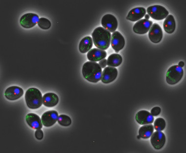 <p>Células madre estudiadas. / CSIC</p>