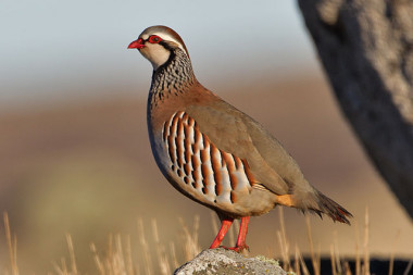 <p>Each year, millions of game birds are reared on farms to be released into the wild later. However, only a few such animals survive in nature / <a href="https://commons.wikimedia.org/wiki/User:Juan_lacruz" title="User:Juan lacruz" target="_self">Juan Lacruz</a> </p>