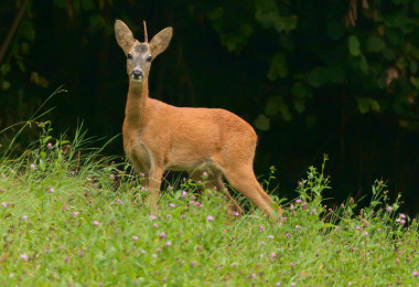 <p>El corzo es el cérvido más pequeño de Eurasia. / <a href="http://www.flickr.com/photos/unicoletti/6124175727/sizes/z/" target="_blank">Unicoletti</a></p>