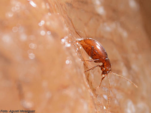 <p>Ejemplar de <em>Troglocharinus ferreri</em>, uno de los escarabajos estudiados en las cuevas de los Pirineos. / IBE et al.</p>