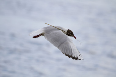 <p>Gaviota reidora. / <a href="http://media.eol.org/content/2012/05/19/00/80191_orig.jpg" target="_blank">EOL</a></p>