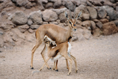 <p>La gacela de cuvier se encuentra en pequeños enclaves aislados de Túnez. / Oasis Park de Fuerteventura</p>
