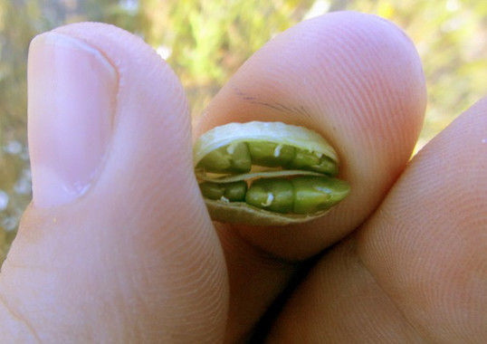 <p>Fruto de la leguminosa <em>Astragalus edulis. </em>/ Foto cedida por los investigadores</p>