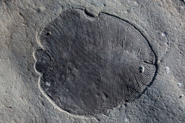 <p>Restos fósiles de Dickinsonia / Ilya Bobrovskiy</p>