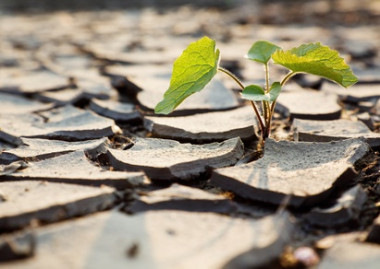 <p>Ell equipo de investigadores ha estudiado el impacto relativo del calor y la sequía en las pérdidas producidas en los cultivos durante 25 años. / UPM</p>