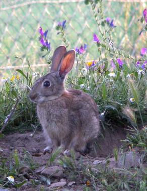 <p>Conejo cerca de una malla en el Vedado</p>