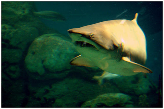 <p>Tiburón. Foto: Mariano PR.</p>