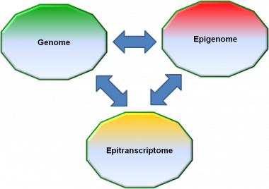 <p>Las modificaciones químicas de los ácidos nucleicos constituyen el epigenoma (ADN) y el epitranscriptoma (ARN) que regulan la actividad del Genoma. / IDIBELL</p>
