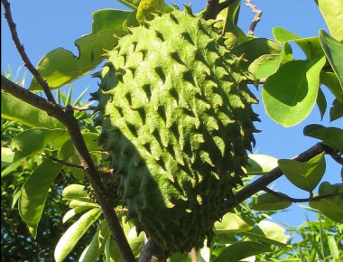 <p>La guanábana es un fruto que pesa 2,9 kg de media, de los cuales, el 75,6% corresponden a la pulpa. / <a href="https://es.wikipedia.org/wiki/Annona_muricata#/media/File:Soursop_(6992565351).jpg" target="_blank">Wikipedia</a></p>