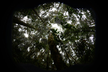 <p>Foto hemisférica tomada en el bosque tropical montano del Parque Nacional Podocarpus, en Ecuador / URJC </p>