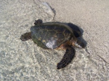 <p>La sobreexplotación de la tortuga verde en las islas Caimán causó la práctica desaparición de las poblaciones nidificantes. / CTC</p>