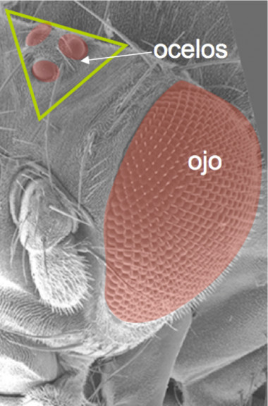 <p>Ocelos de la mosca <em>Drosophila Melanogaster</em> en su fase temprana. / US.</p>
