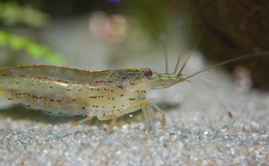 <p>La cría de los camarones en granjas favorece la proliferación de los virus. / URV</p>
