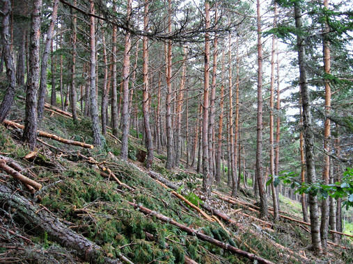 <p>Trabajos de extracción de biomasa. / Centro Tecnológico Forestal de Cataluña</p>