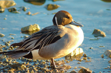 <p>Especie <em>Anas acuta.</em> Imagen:<a href="http://www.flickr.com/photos/doviende/74300194/sizes/o/" target="_blank"> Doviende.</a></p>