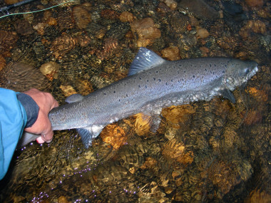 <p>La sobrepesca desde la década de 1970 fue uno de los factores que redujo el número de salmones, a los que se une hoy el cambio climático / Juan Delibes</p>