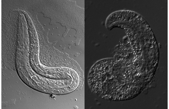 <p>
El nematodo modelo de enfermedad sufre de problemas graves de desarrollo:<br />Izquierda, nematodo juvenil normal, derecha, nematodo juvenil modelo de galactosemia tipo III.</p>