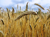 Campo de trigo