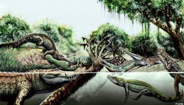 <p class=" text-center"><strong> </strong></p><p>Reconstrucción de distintas especies de cocodrilo del Mioceno. / Jorge A. Gonzalez.</p>