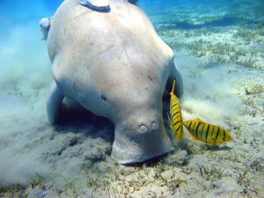 <p>Los dugongos actuales se alimentan exclusivamente de fanerógamas marinas en varias zonas costeras del Pacífico y el Índico. / <a href="https://commons.wikimedia.org/wiki/File:Dugong_Marsa_Alam.jpg" target="_blank">Julien Willem</a></p>