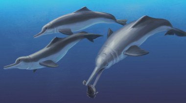 <p>Reconstrucción de Isthminia panamensis comiendo un pez en un río de Panamá. / Julia Molnar / Smithsonian Institution</p>