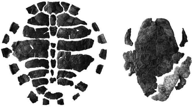 <p>Caparazón dorsal y ventral de la nueva tortuga. / Adán Pérez-García et al.</p>