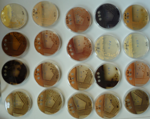 <p>Modelo de dispersión de las actinobacterias por tierra, mar y aire, siguiendo el ciclo hidrológico. / Foto cedida por los investigadores</p>