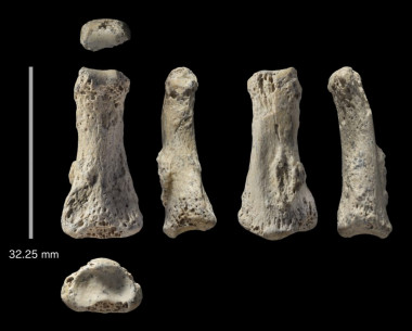<p>Fósil de la falange de <em>Homo sapiens </em>hallada en el yacimiento de Al Wusta en Arabia Saudí. / Ian Cartwright</p>